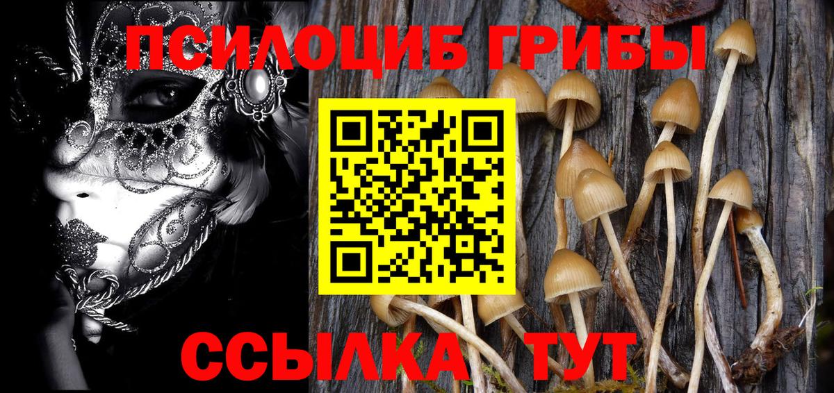 Псилоцибиновые грибы Psilocybe Елец